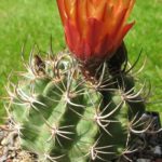 Horridocactus curvispinus