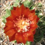 Horridocactus curvispinus