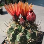 Horridocactus curvispinus