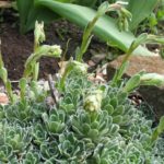 Sedum