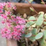 Sedum sieboldtii