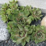 Sempervivum