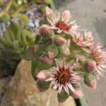 Sempervivum