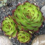 Sempervivum