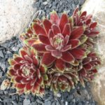 Sempervivum