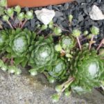 Sempervivum