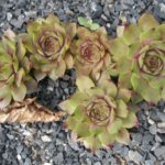 Sempervivum