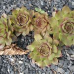 Sempervivum