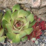 Sempervivum