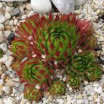 Sempervivum