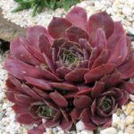 Sempervivum