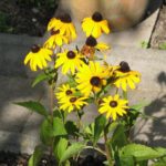 Rudbeckia