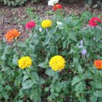 Zinnien bunte Mischung