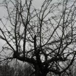 Apfelbaum Cox Orange