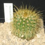 Eriocephala claviceps HU16