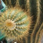 Eriocephala schumanniana