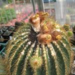 Eriocephala schumanniana Samen