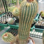 Eriocephala schumanniana