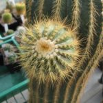 Eriocephala schumanniana