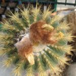 Eriocephala schumanniana Samen