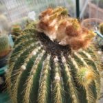 Eriocephala schumanniana Samen