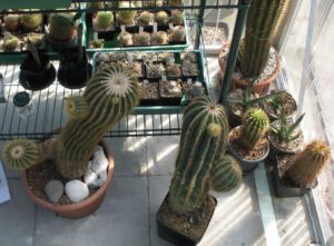 E. schumanniana links, E. warasii rechts