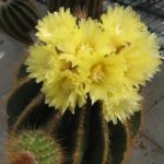 Eriocephala warasii 40 Jahre