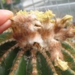 Eriocephala warasii 40 Jahre