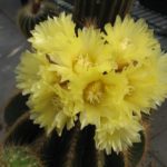 Eriocephala warasii 40 Jahre