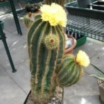 Eriocephala warasii 40 Jahre
