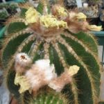 Eriocephala warasii 40 Jahre