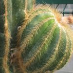 Eriocephala warasii 40 Jahre