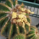 Eriocephala warasii 40 Jahre