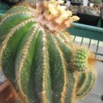 Eriocephala warasii 40 Jahre