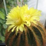 Eriocephala warasii Altpflanze