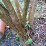 Junge Triebe am Sommerflieder