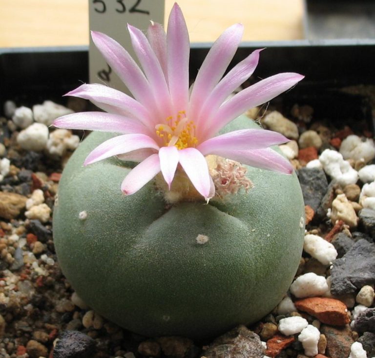 Lophophora KaktusFieber