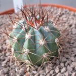 Melocactus azureus