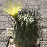 Neoporteria spec.