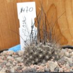 Neoporteria villosa tolle Dornen