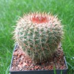 Xherteri orange