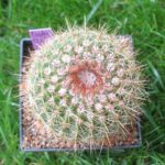 Xherteri orange