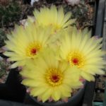 Notocactus agnetae var. minor UR⁄Maldonado (Gerloff) (DV 8⁄b)