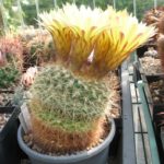 Notocactus agnetae var. minor UR⁄Maldonado (Gerloff) (DV 8⁄b)