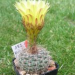 Notocactus concinnus RH1401