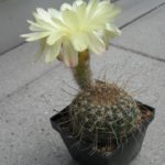 Notocactus concinnus spec. CWP3