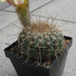 Notocactus concinnus spec. CWP3