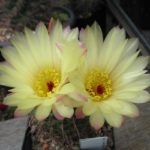 Notocactus concinnus v. durispinus