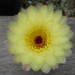 Notocactus concinnus v. gibberulus AH200
