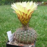 Notocactus concinnus v. gibberulus AH200